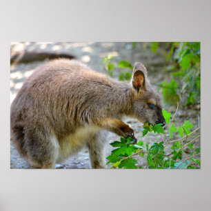 Wallaby of Bennet Poster