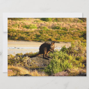 Wallaby on the Riverside