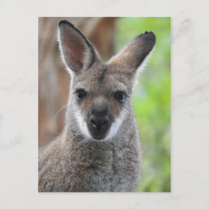 Wallaby Postcard