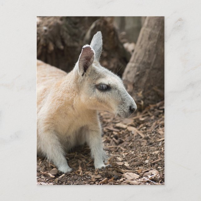 Wallaby Profile Postcard (Front)