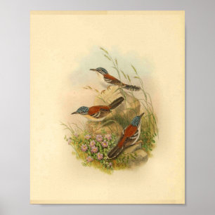 Wallace's Todopsis Wren Brown Bird Vintage Print