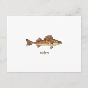 Walleye Art Postcard