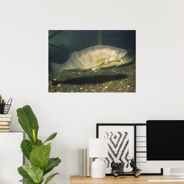 Walleye in Tank Print (Home Office)