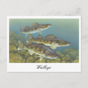 Walleye Painting Postcard
