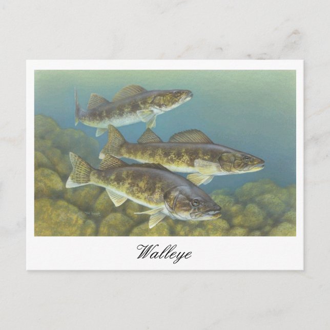 Walleye Painting Postcard (Front)