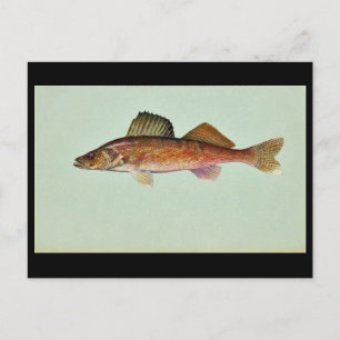 Walleye Postcard