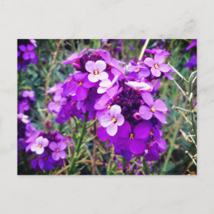 Wallflower Bowles Mauve #1 Postcard