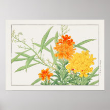 Wallflower Plant, Yellow & Orange Flower by Konan,