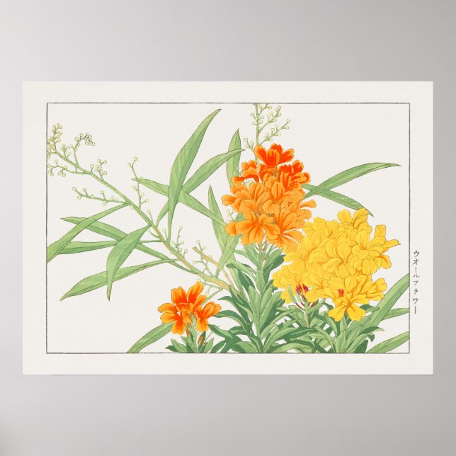 Wallflower Plant, Yellow & Orange Flower by Konan, Poster (Front)