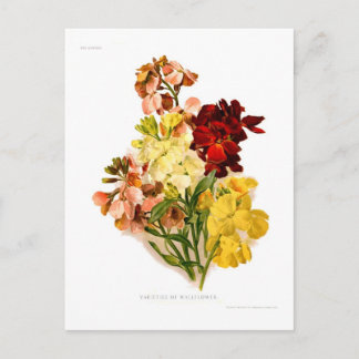 Wallflowers Postcard