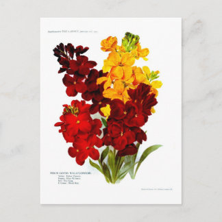 Wallflowers Postcard