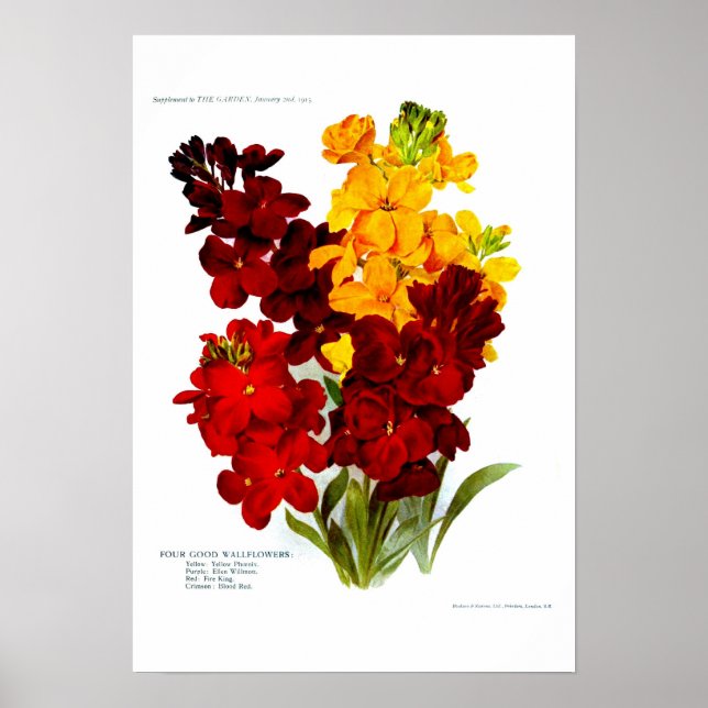 Wallflowers Poster (Front)