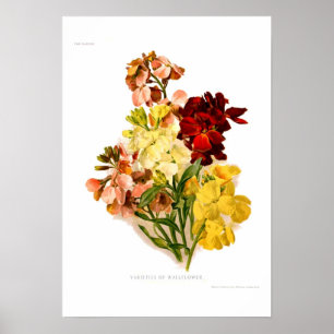 Wallflowers Poster