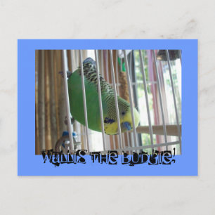 Wallis the Budgie! Postcard
