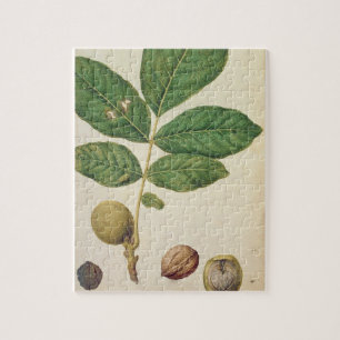Walnut, c.1568 (w/c on paper) jigsaw puzzle