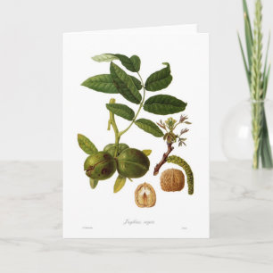 Walnut (Juglans regia) Card