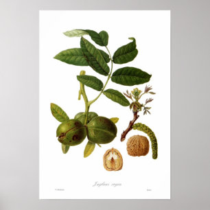 Walnut (Juglans regia) Poster
