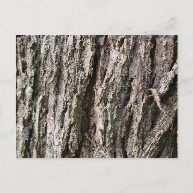 Walnut tree bark postcard (Front)