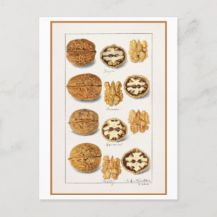 Walnut Vintage Botanical Illustration Watercolor Postcard