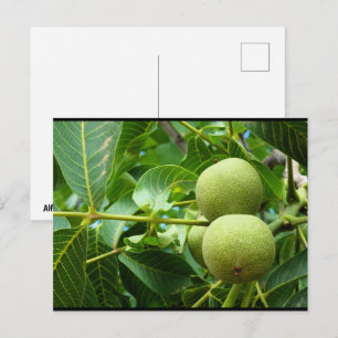 Walnuts in Green Foliage Postcard