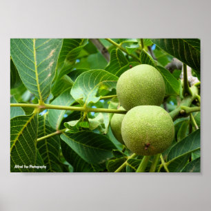 Walnuts in Green Foliage Poster