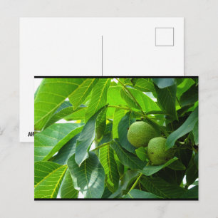 Walnuts in Green Lit Foliage Postcard
