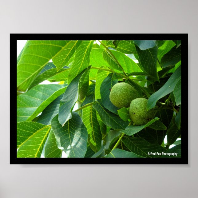 Walnuts in Green Lit Foliage Poster (Front)