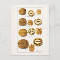 Walnuts (Juglans) Fruit Watercolor Painting Postca