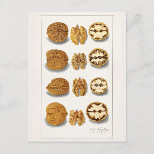 Walnuts (Juglans) Fruit Watercolor Painting Postcard