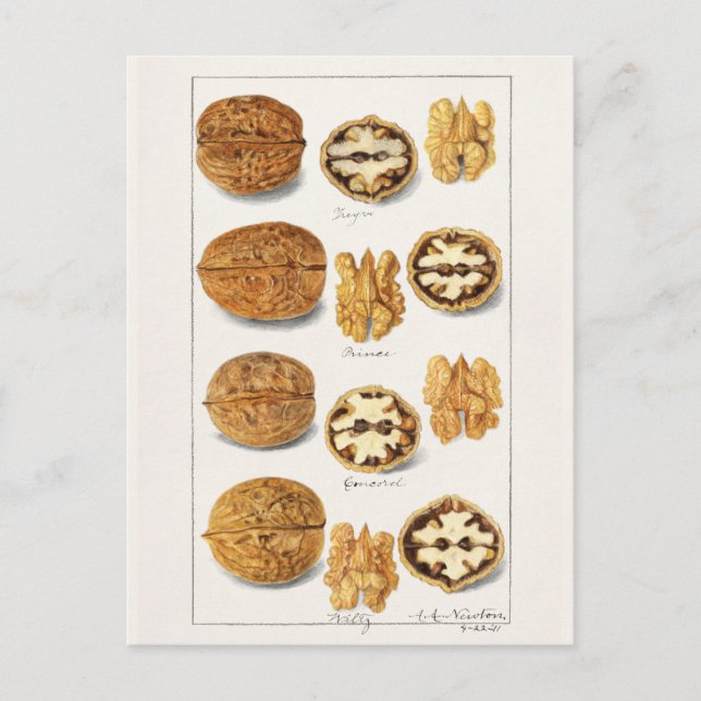 Walnuts (Juglans) Seed Watercolor Painting Postcard (Front)