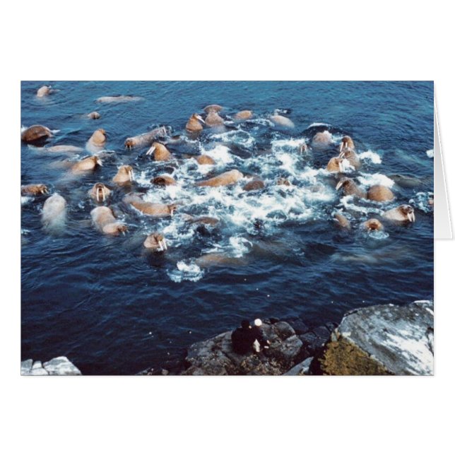 Walrus (Front Horizontal)