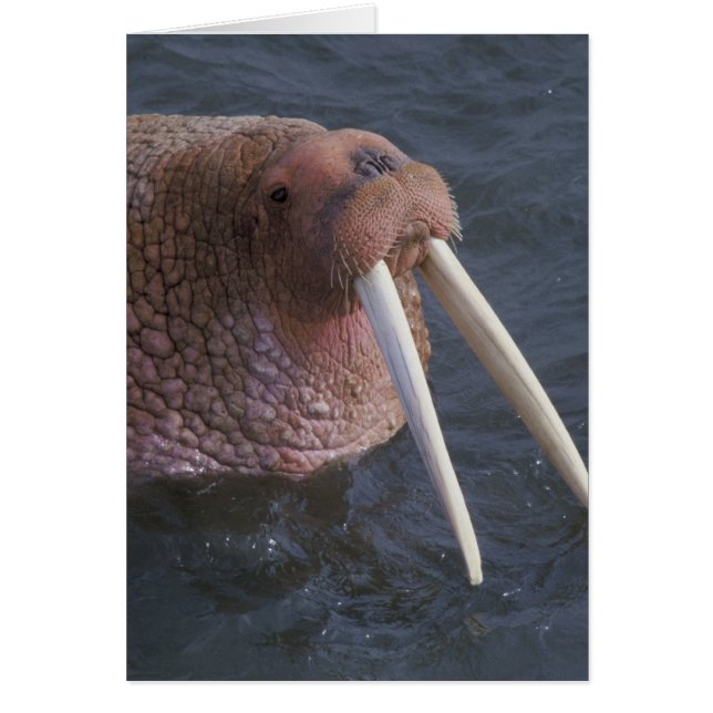 Walrus (Front)