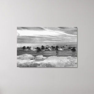 Walrus among the Ice Floes in Bering Sea Canvas Print