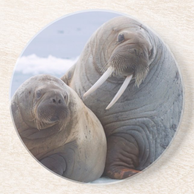 Walrus cow and calf rest on a sea ice floe coaster (Front)