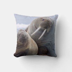 Walrus cow and calf rest on a sea ice floe cushion