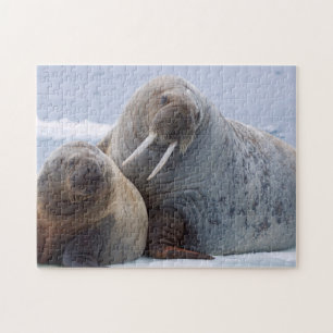 Walrus cow and calf rest on a sea ice floe jigsaw puzzle