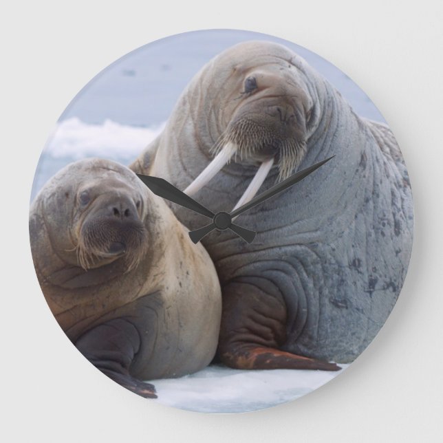 Walrus cow and calf rest on a sea ice floe large clock (Front)