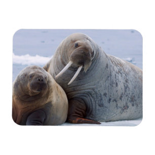 Walrus cow and calf rest on a sea ice floe magnet