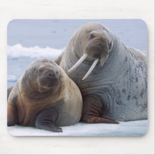 Walrus cow and calf rest on a sea ice floe mouse mat