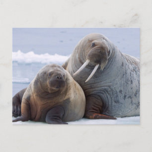 Walrus cow and calf rest on a sea ice floe postcard