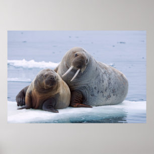Walrus cow and calf rest on a sea ice floe poster