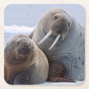 Walrus cow and calf rest on a sea ice floe square paper coaster