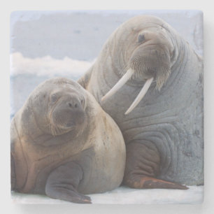 Walrus cow and calf rest on a sea ice floe stone coaster