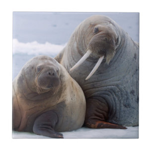 Walrus cow and calf rest on a sea ice floe tile