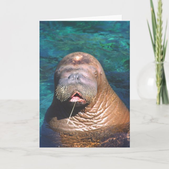 Walrus Eyes Closed Note Card (Front)