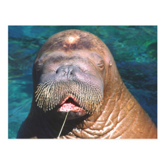 walrus postcard closed eyes inuit postcards