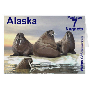 Walrus - Four Brothers