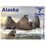 Walrus - Four Brothers - Alaska Postage Photo Sculpture Magnet<br><div class="desc">Four walrus, Wilson, Winston, Winthrop; and Wilbur in the water, depicted on a postage stamp of an independant Alaska. The walrus (Odobenus rosmarus) is circumpolar in its range but they are found in geographically separate areas. The only living species in the Odobenidae family and Odobenus genus, the walrus is divided...</div>