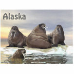 Walrus - Four Brothers Photo Sculpture Magnet<br><div class="desc">Three brother walruses, Wilson, Winston, Winthrop, rest on an ice floe, with the fourth brother, Wilbur, in the water. Text reading "Alaska" also appears. The walrus (Odobenus rosmarus) is circumpolar in its range but they are found in geographically separate areas. The only living species in the Odobenidae family and Odobenus...</div>