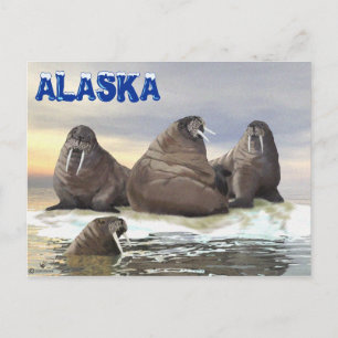 Walrus - Four Brothers Postcard
